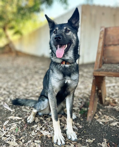 DYLAN - German Shepherd Dog for adoption in San Diego