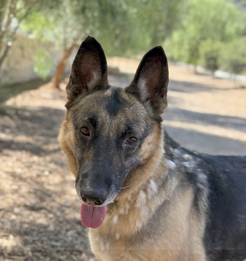 MORTICIA - German Shepherd Dog available for adoption