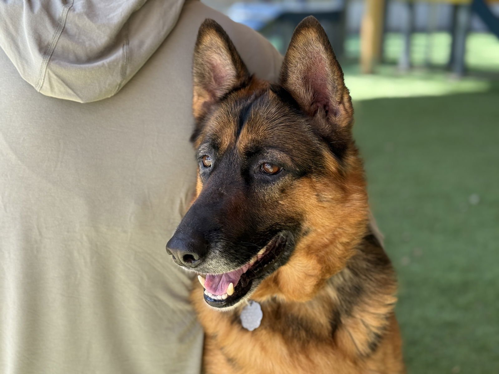 MURPHY - German Shepherd Dog available for adoption