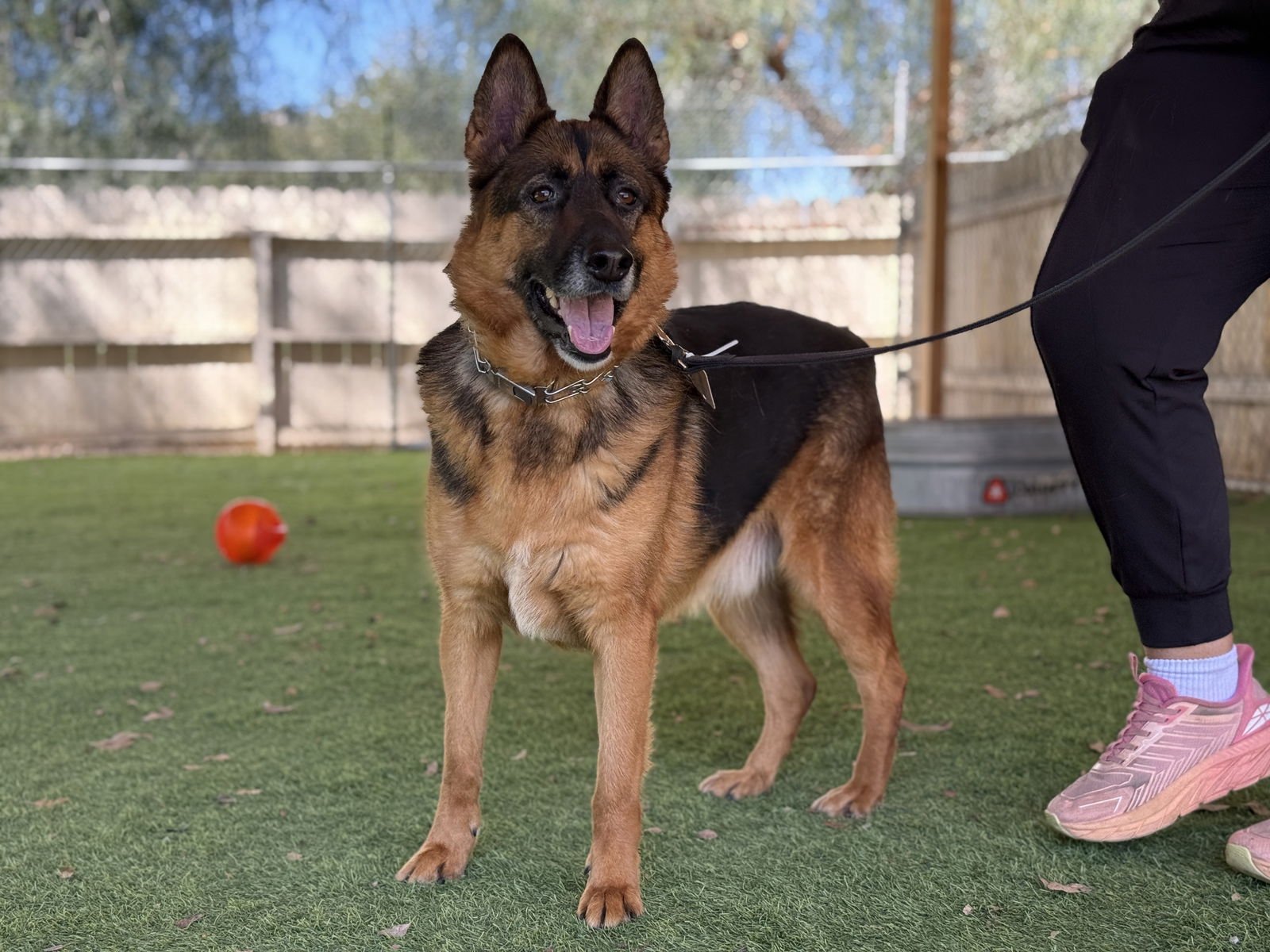 MURPHY - German Shepherd Dog available for adoption
