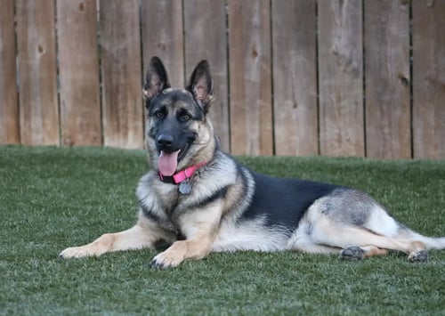 IVY - German Shepherd Dog available for adoption