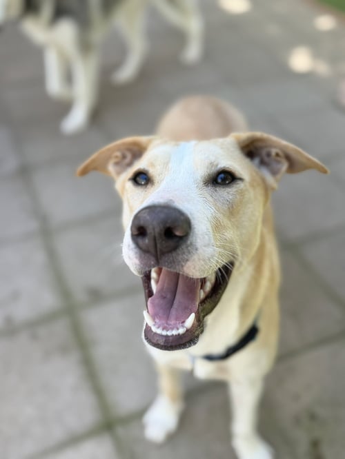 ASHA'S HONOR - Husky available for adoption