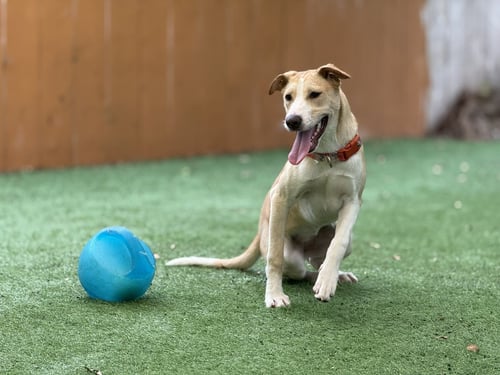 ASHA'S HONOR - Husky available for adoption