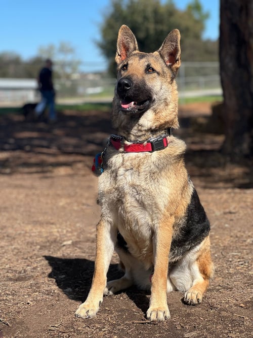 RYDER - German Shepherd Dog for adoption in San Diego