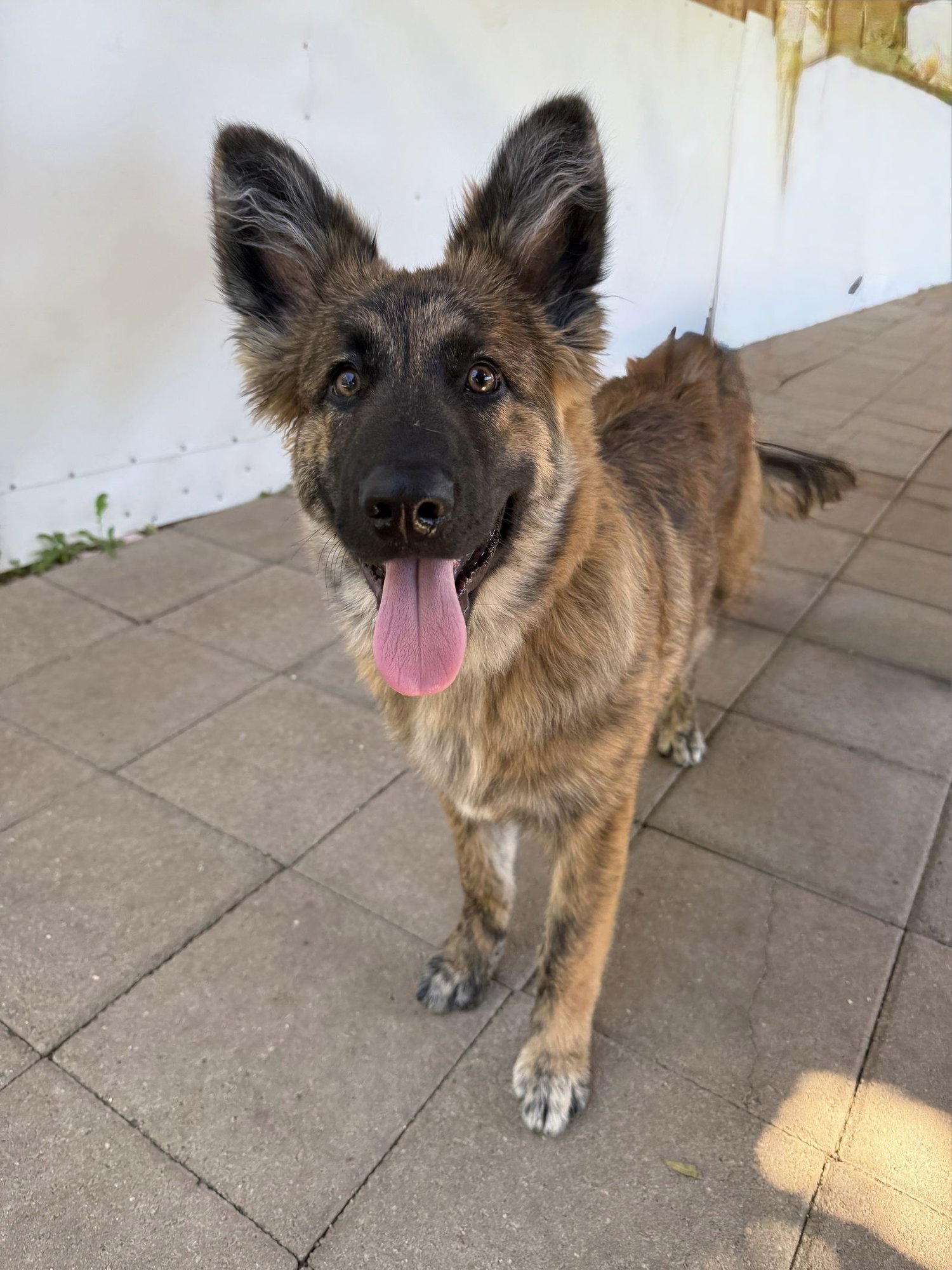 FEATHER - Dutch Shepherd available for adoption