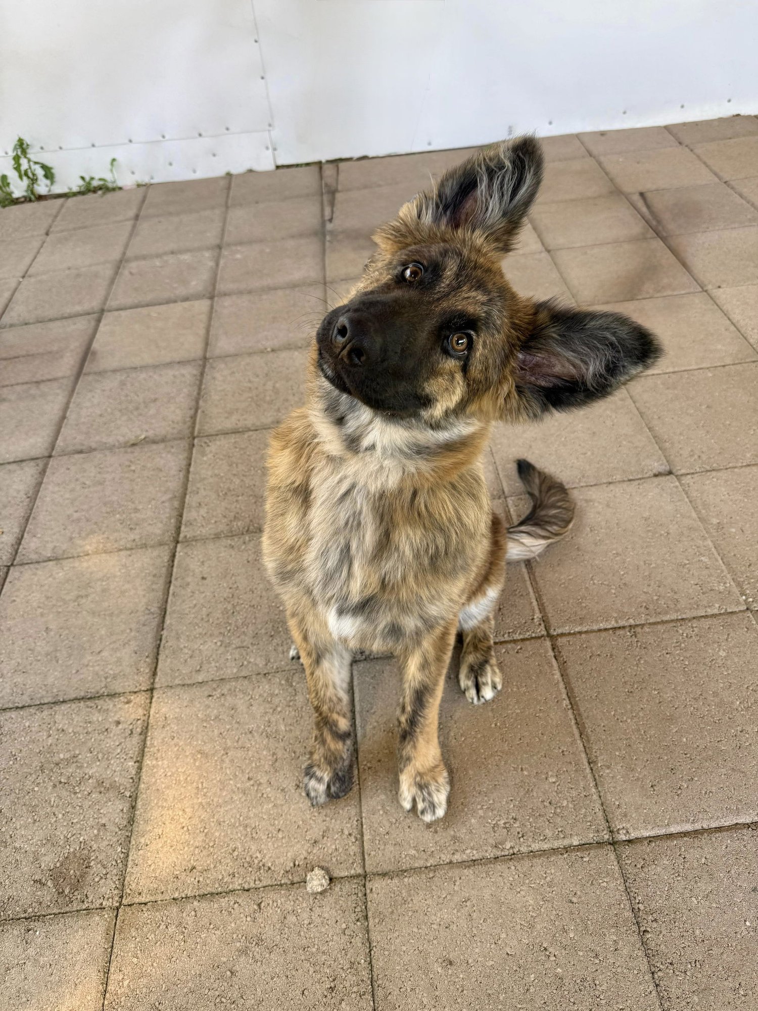FEATHER - Dutch Shepherd available for adoption