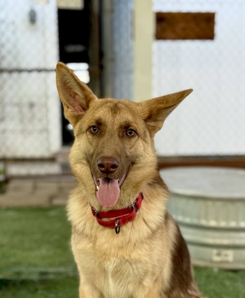 ROLO - German Shepherd Dog for adoption in San Diego