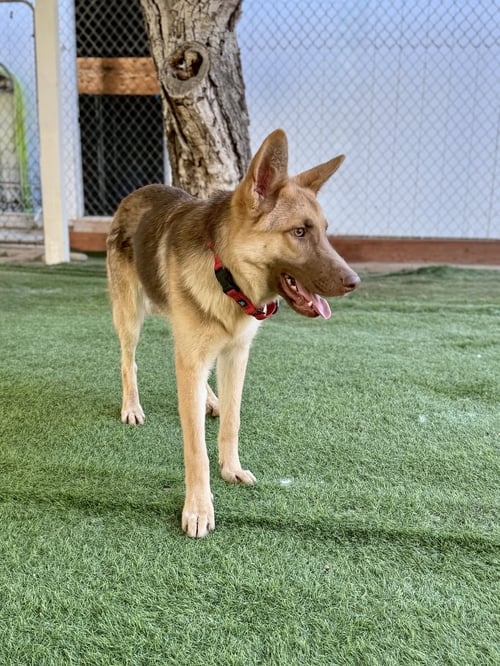 ROLO - German Shepherd Dog available for adoption