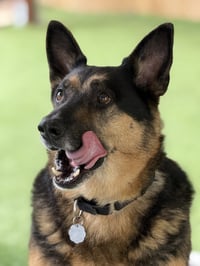 Gunner II - Photo 1