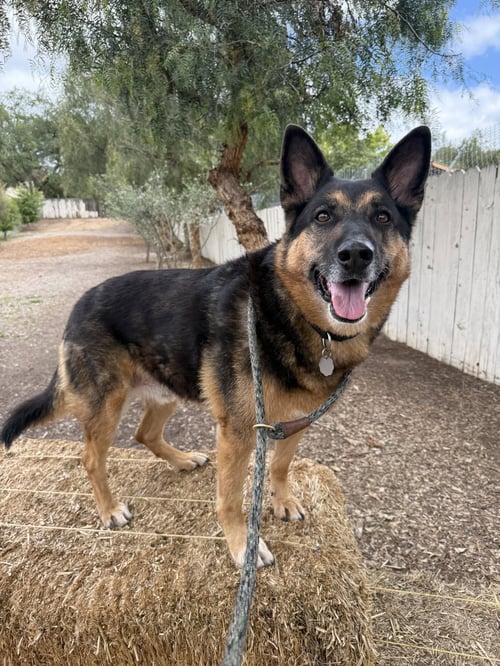 GUNNER II - German Shepherd Dog available for adoption