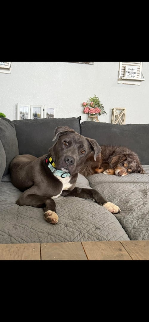 STAN - Unknown available for adoption
