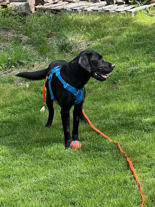 JAX - Labrador Retriever available for adoption