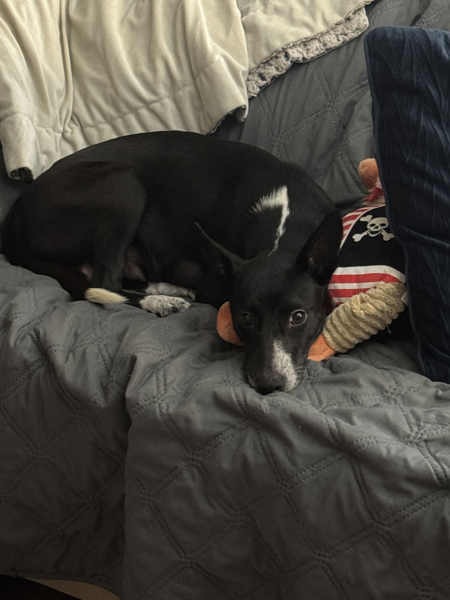 AURORA - Unknown available for adoption