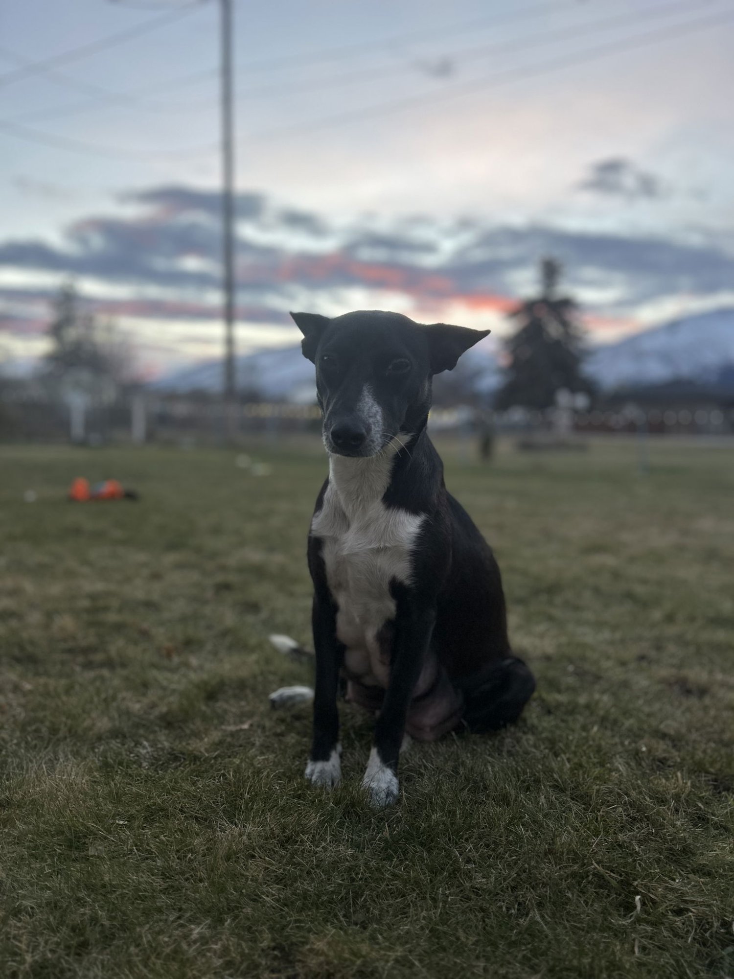 AURORA - Unknown available for adoption