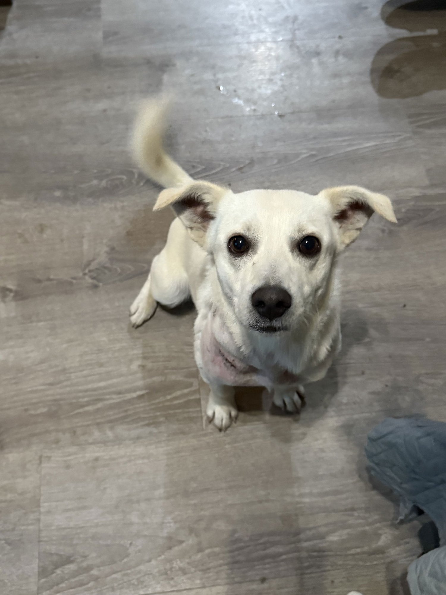 ASHER - Welsh Corgi / Chihuahua available for adoption