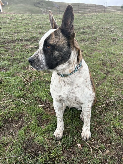 JEWEL - American Pit Bull Terrier / Australian Cattle Dog/Blue Heeler available for adoption