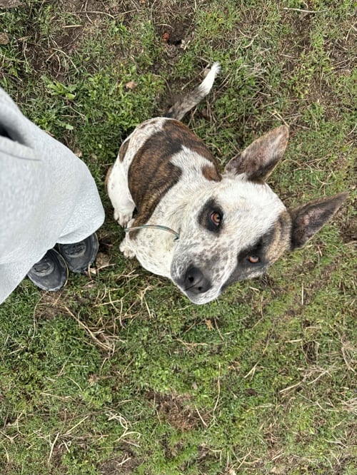JEWEL - American Pit Bull Terrier / Australian Cattle Dog/Blue Heeler available for adoption