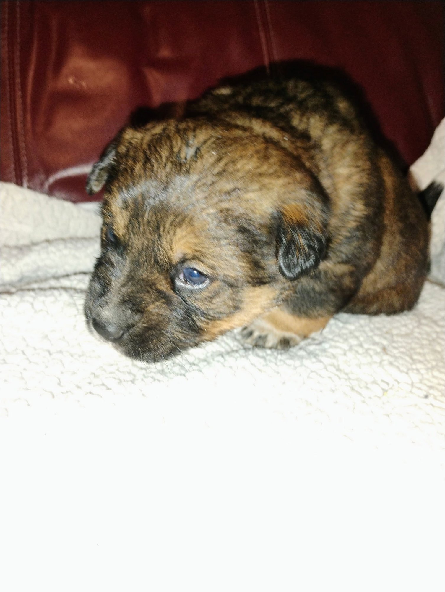 RIVER - Unknown available for adoption