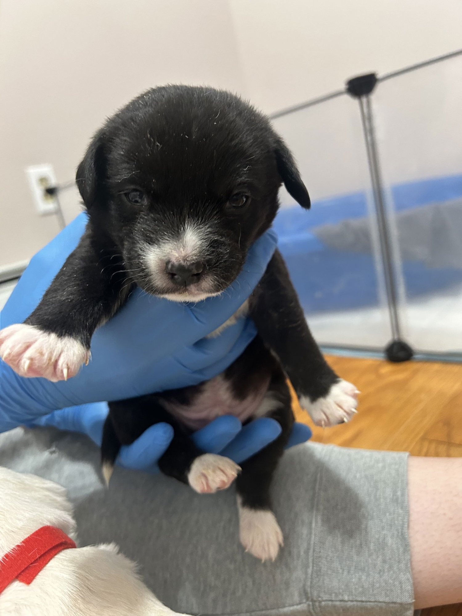 STORM - Unknown available for adoption