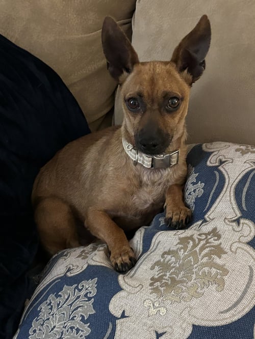 SUNNY - Chihuahua available for adoption