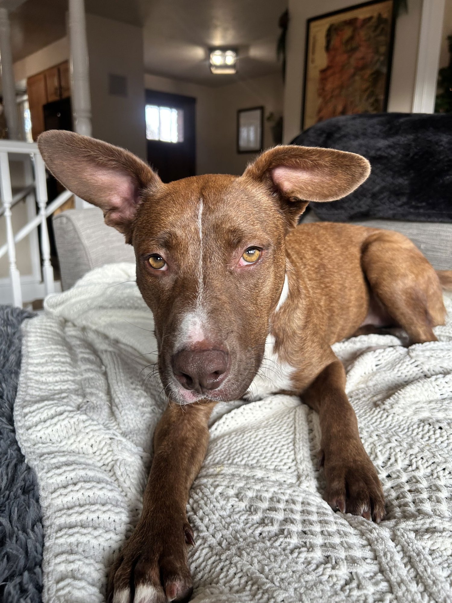 ZOEY - Australian Cattle Dog/Blue Heeler / American Pit Bull Terrier available for adoption