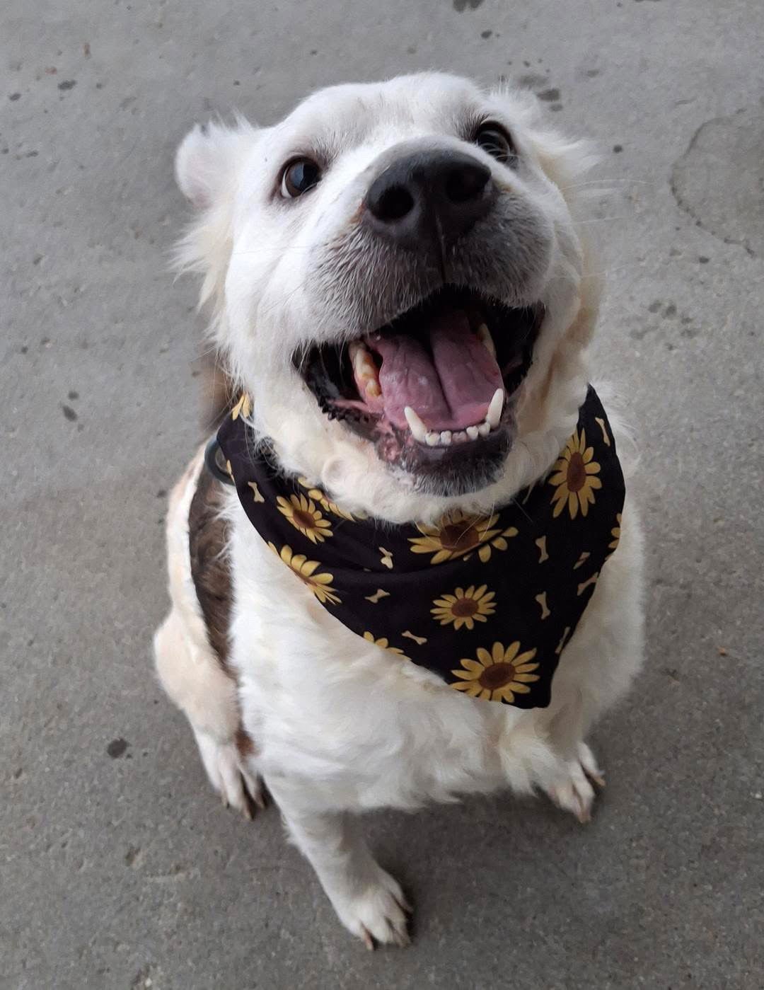 LAMB CHOP - Australian Kelpie available for adoption