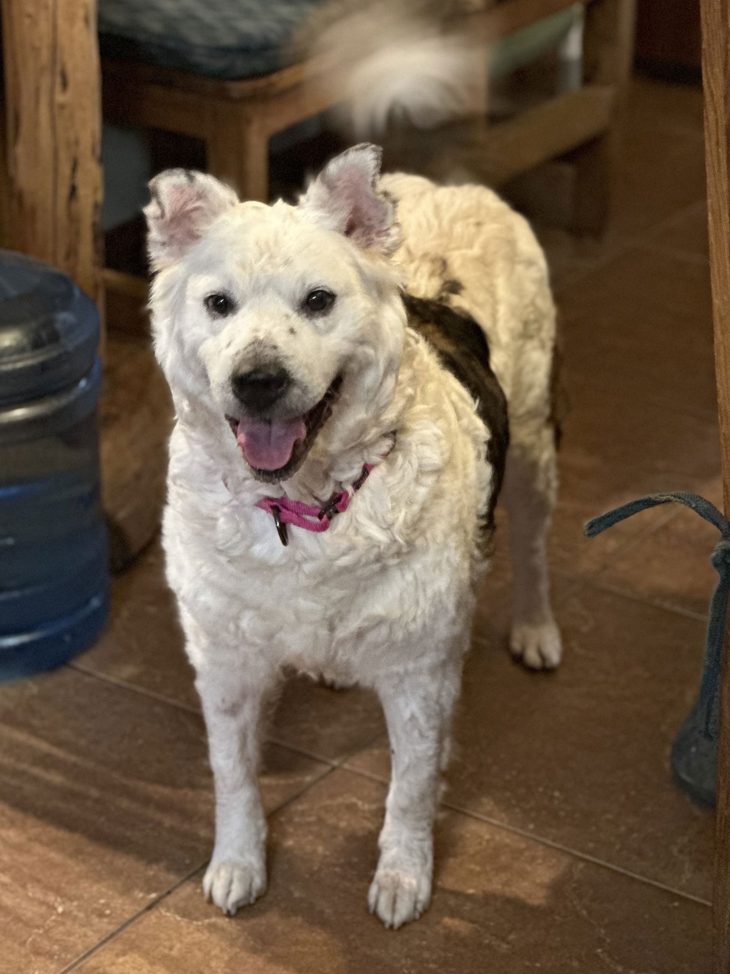 LAMB CHOP - Australian Kelpie available for adoption