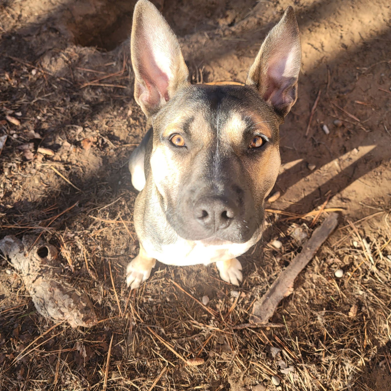 MARCO - Shepherd / American Pit Bull Terrier available for adoption