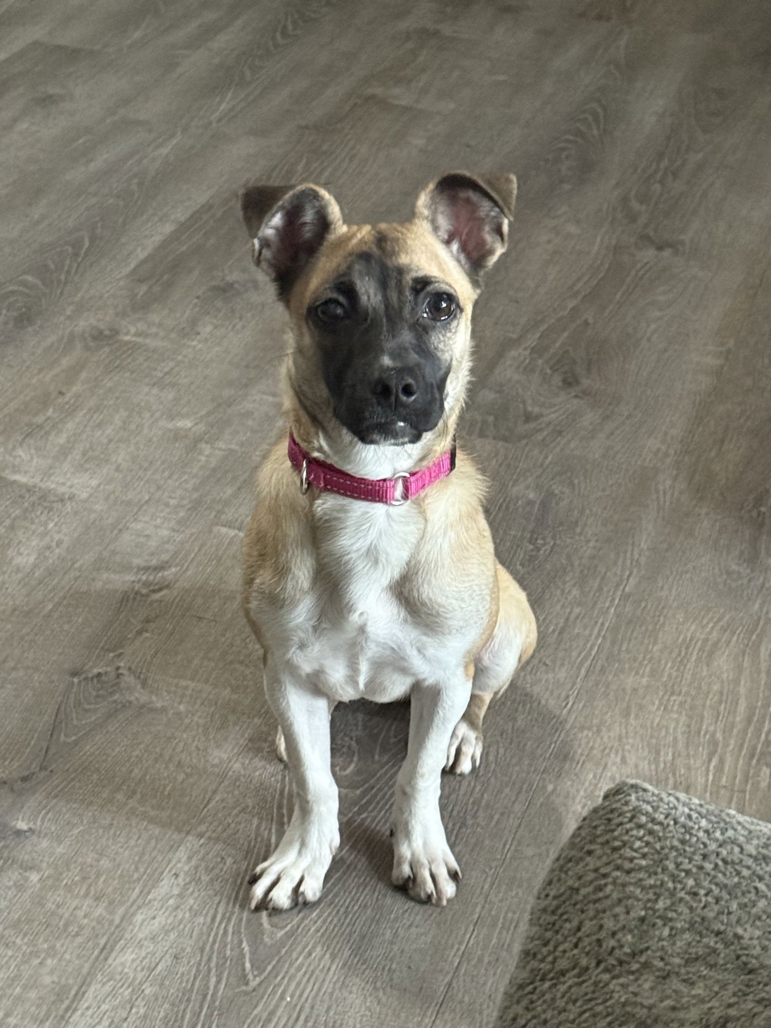 SOPHIA - Pug / Chihuahua available for adoption