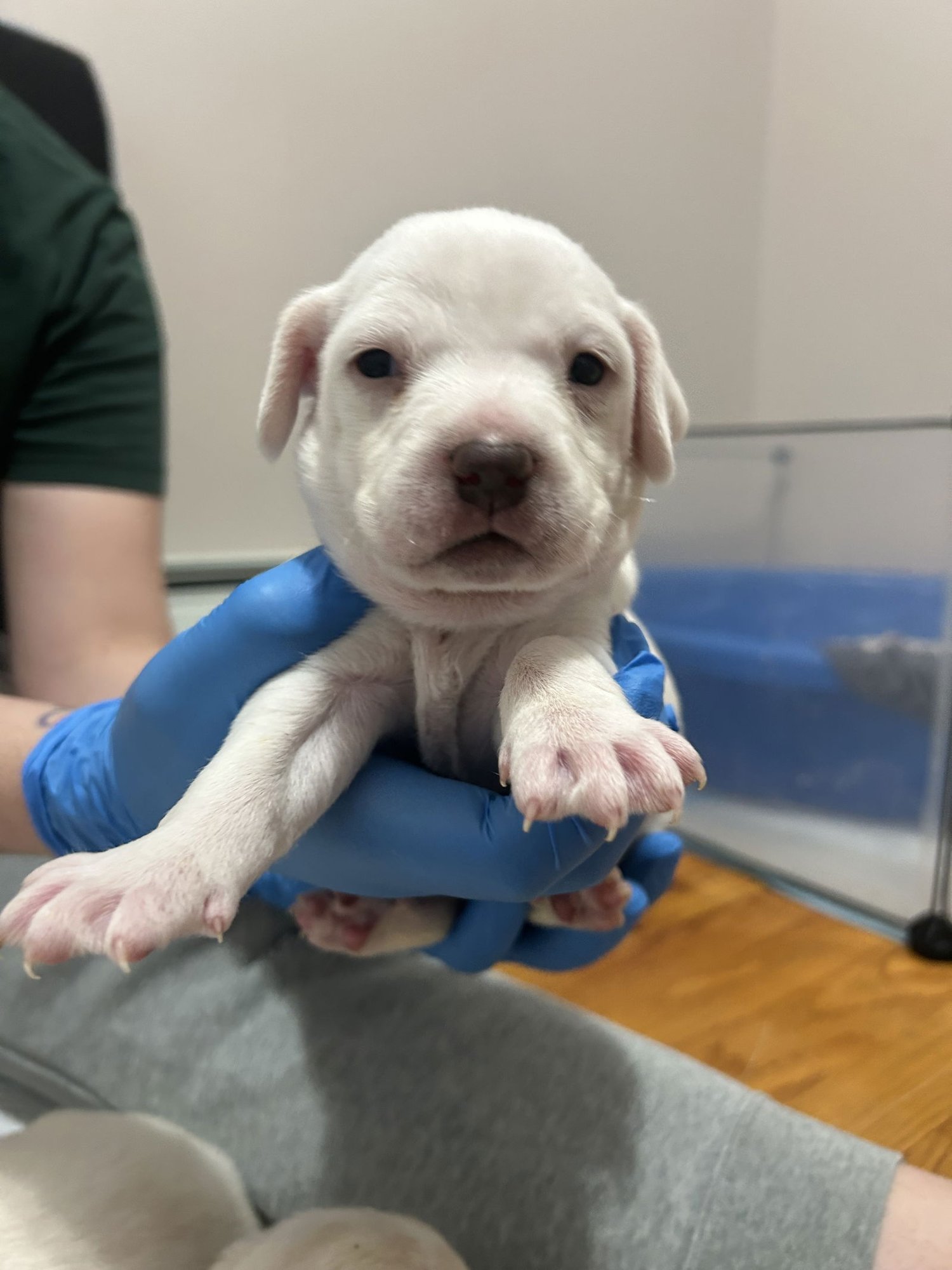 YUKON - Unknown available for adoption