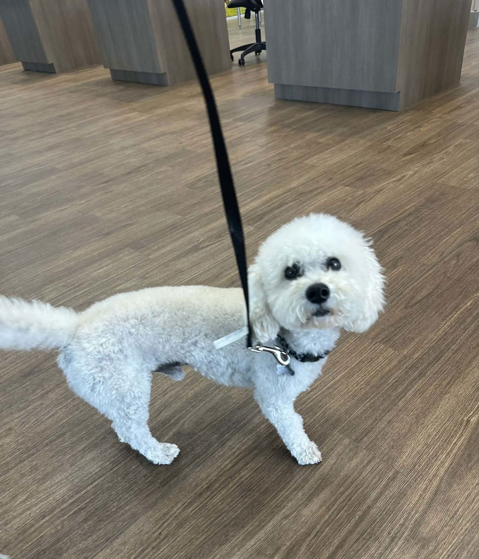 SANTIAGO - Bichon Frise available for adoption