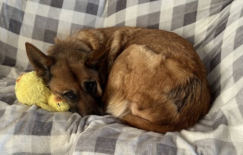 LOTTIE - German Shepherd Dog available for adoption