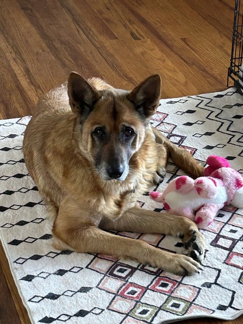 LOTTIE - German Shepherd Dog available for adoption