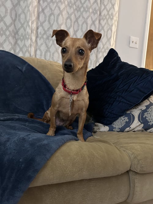 POPPI - Chihuahua available for adoption