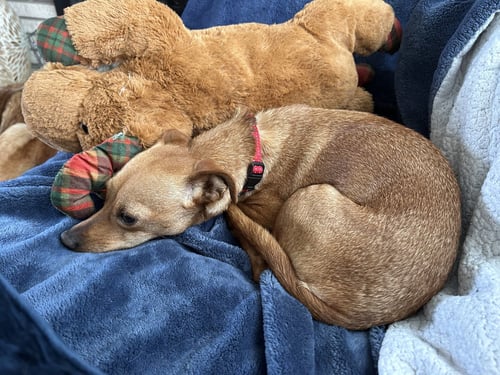 POPPI - Chihuahua available for adoption