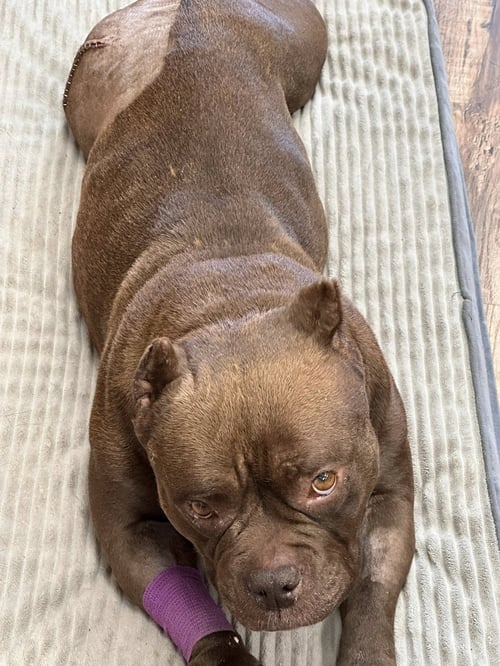 MACY - American Bulldog available for adoption