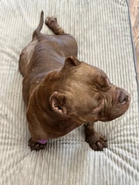 Macy - Photo 3