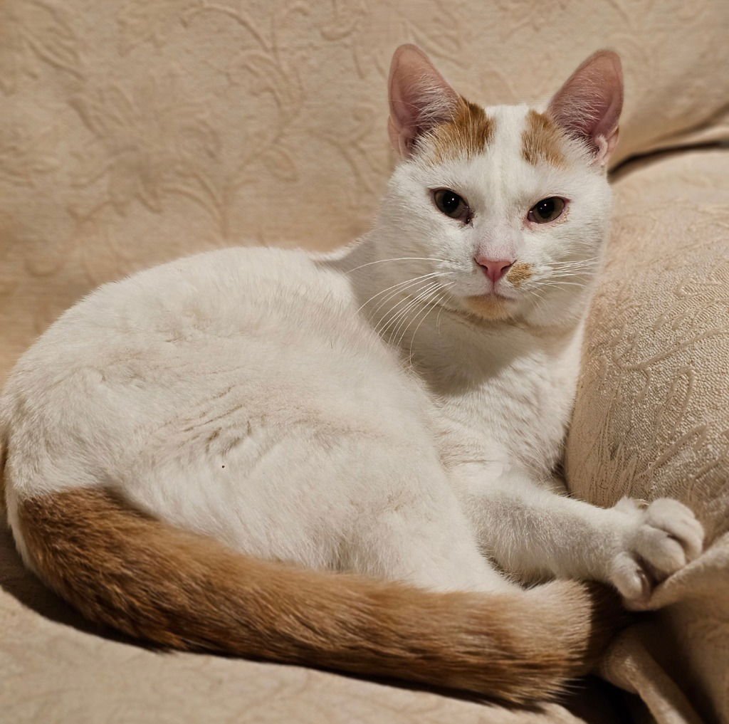 HANK WILLIAMS - Domestic Short Hair available for adoption