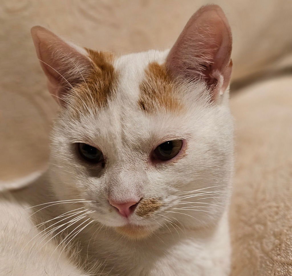 HANK WILLIAMS - Domestic Short Hair available for adoption