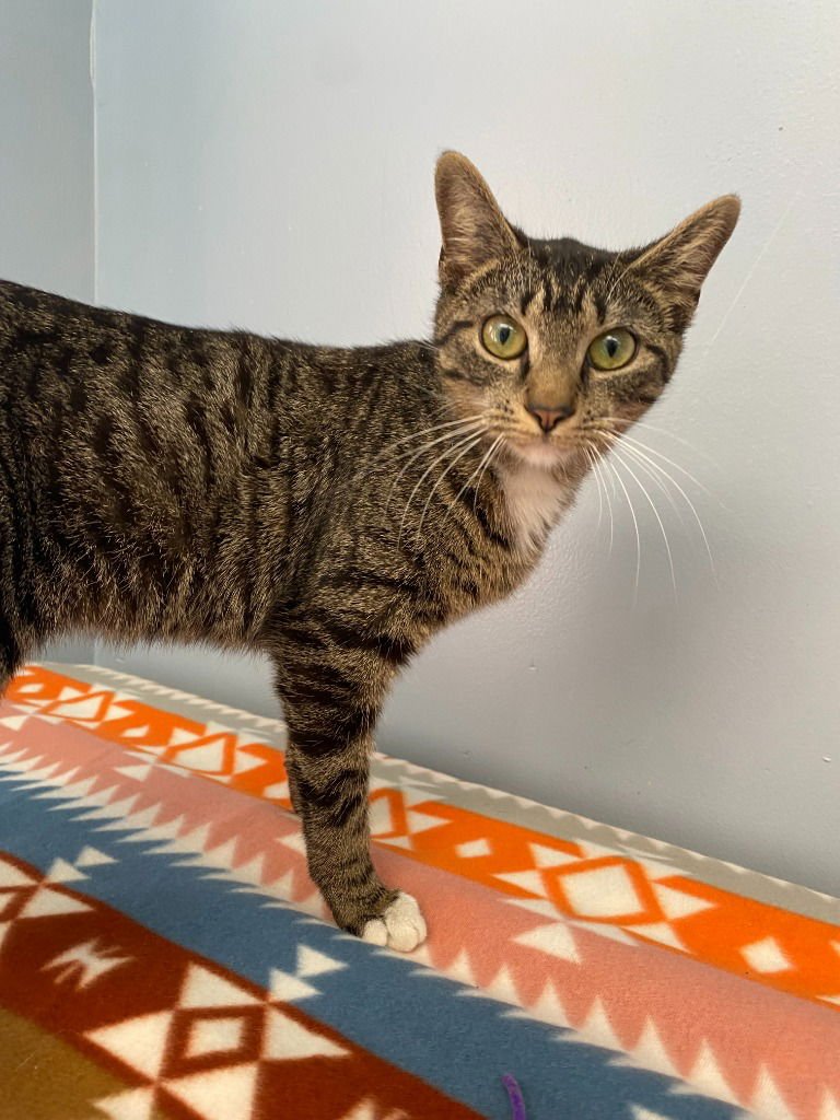 ROY - Tabby available for adoption