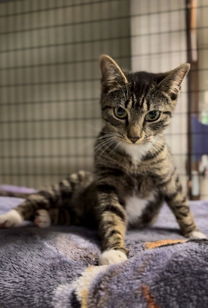 ROY - Tabby available for adoption