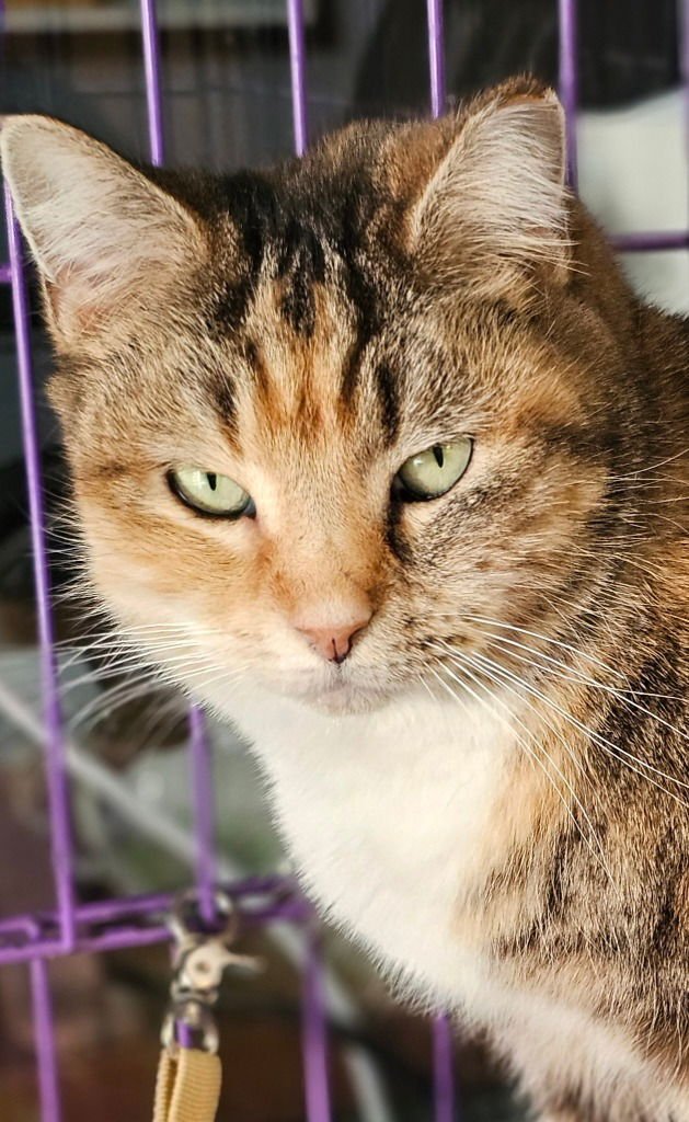 GOLDILOCKS - Domestic Short Hair available for adoption