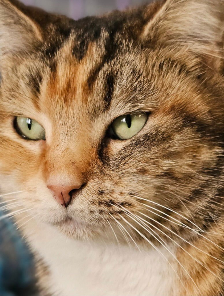 GOLDILOCKS - Domestic Short Hair available for adoption