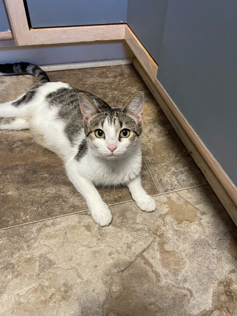 PIXIE - Domestic Short Hair available for adoption