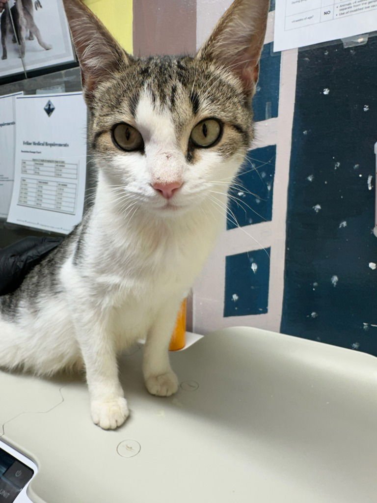 PIXIE - Domestic Short Hair available for adoption