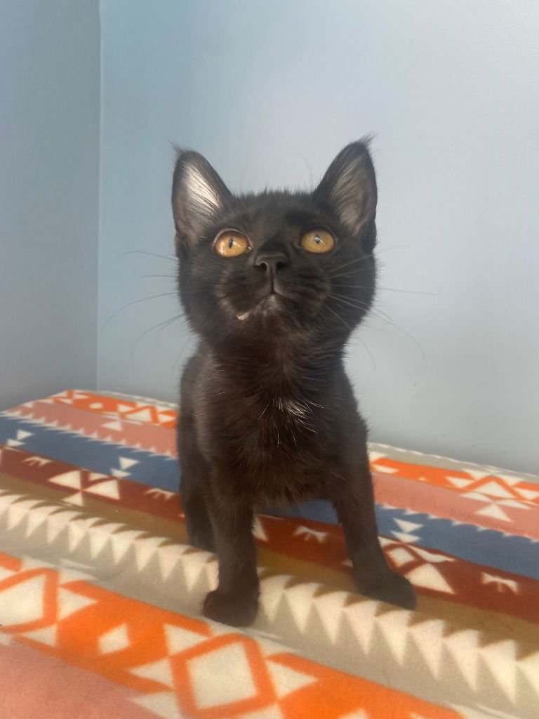 LAINEY - Domestic Short Hair available for adoption