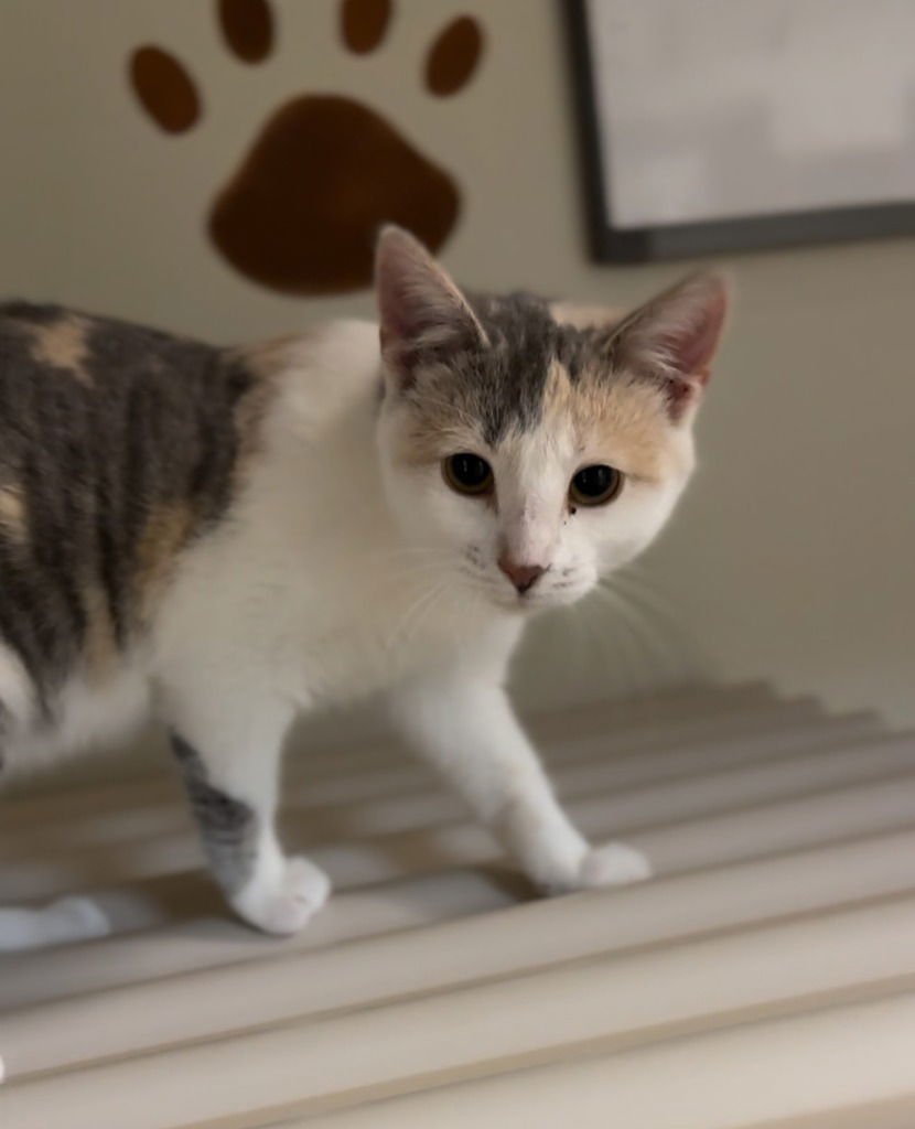 SALLY - Dilute Calico available for adoption