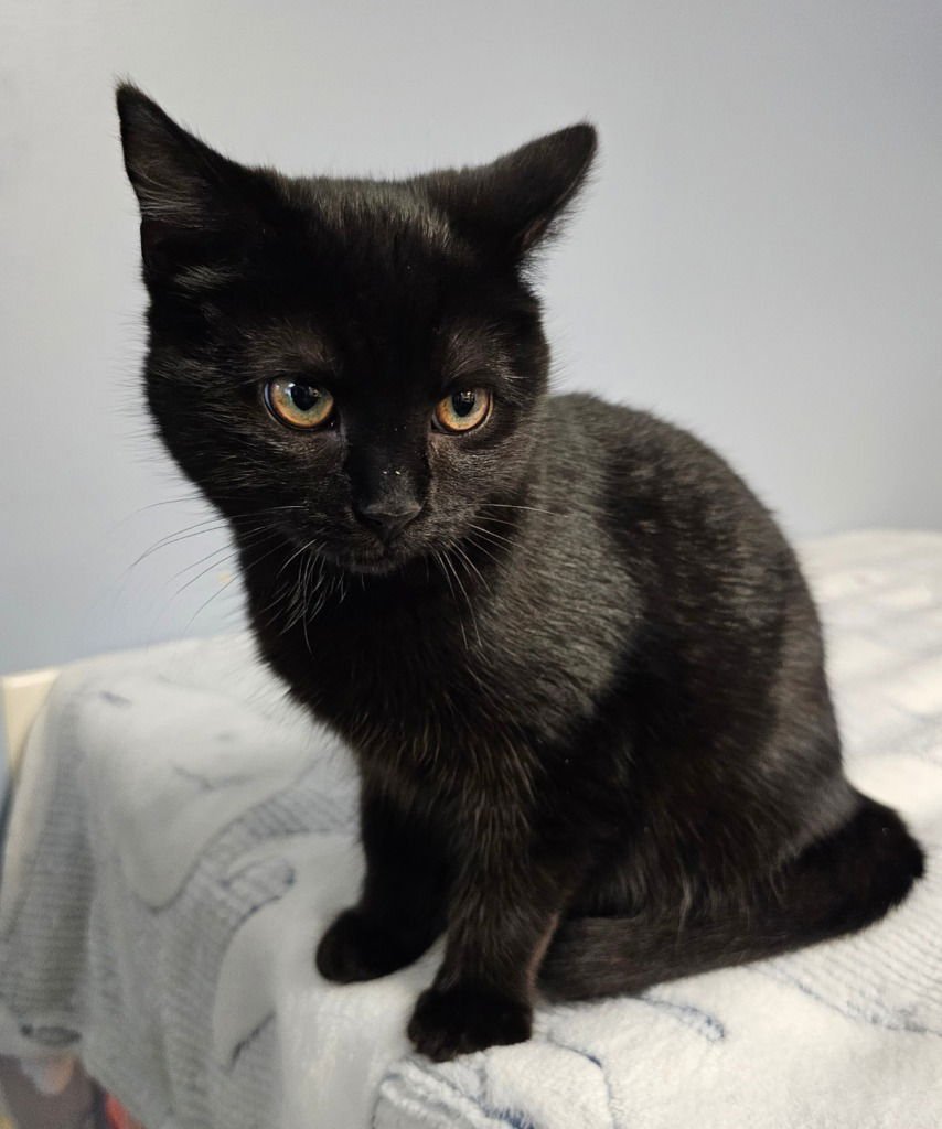 SYLVIE - Domestic Short Hair available for adoption