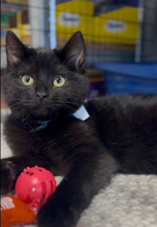 LUELLA - Domestic Short Hair available for adoption