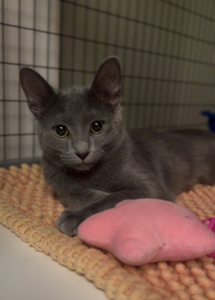 NUGGET - Domestic Short Hair available for adoption